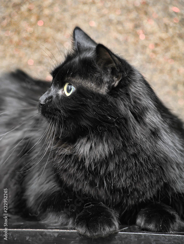 thick fluffy black cat photo