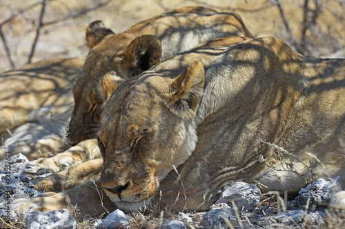 Fototapeta Naklejka Na Ścianę i Meble -  Löwen (panthera leo) im Etosha Nationalpark (Namibia)