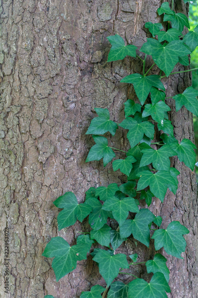Ivy leaves growing over the bark of a tree