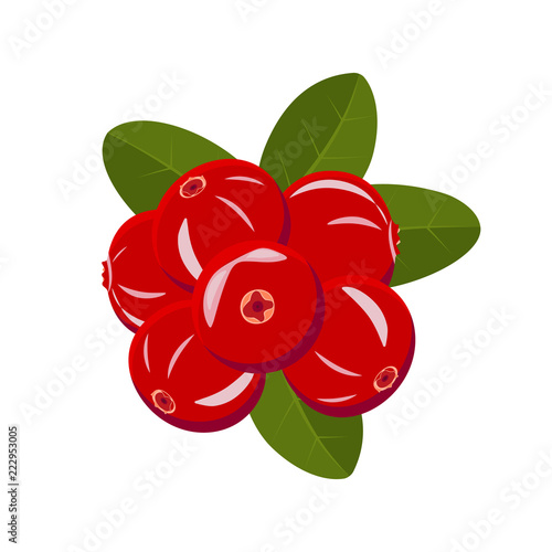 Red berries of cranberries on a white background 