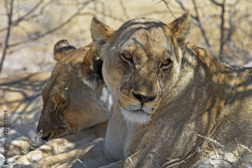 Fototapeta Naklejka Na Ścianę i Meble -  Löwen (panthera leo) im Etosha Nationalpark (Namibia)