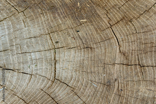 Background / Texture of old wood 