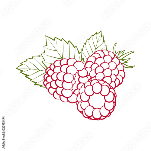 Red outline raspberries with green leaves closeup on a white background