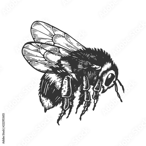 bumblebee insect animal engraving vector illustration. Scratch board style imitation. Black and white hand drawn image.