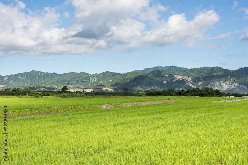 green paddy farm