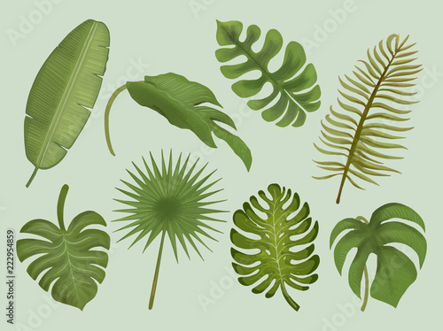 Set of tropical leaf illustrations