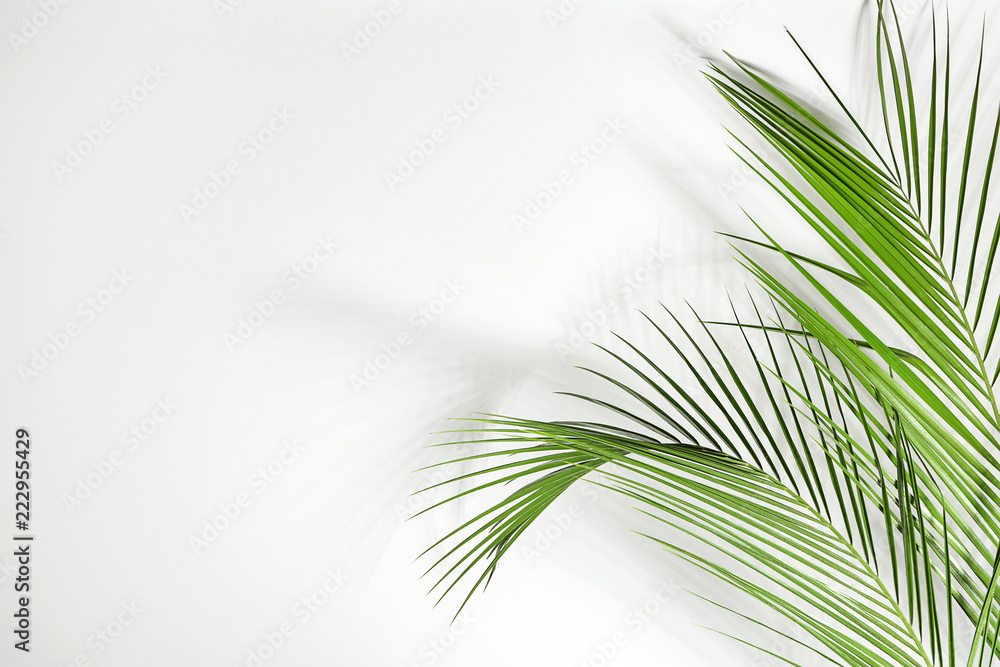 Fototapeta premium Fresh tropical palm leaves on white background
