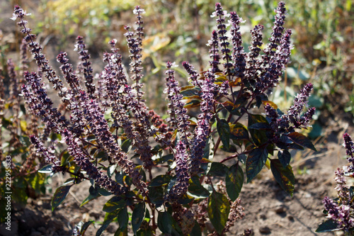 Purple Basil growing in an organic garden