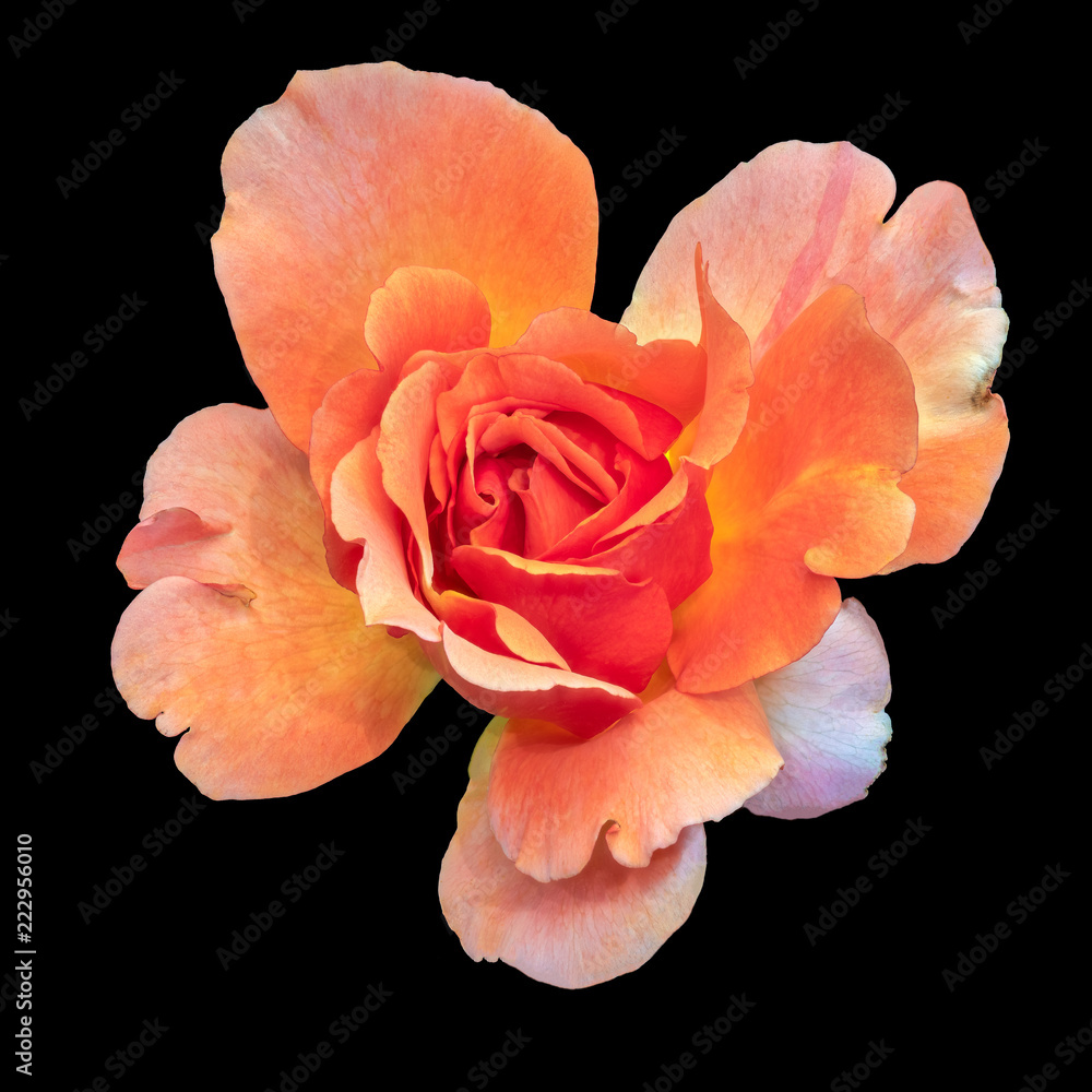 Hình ảnh một bông hoa hồng cam phong cách vintage sẽ khiến bạn nhớ đến những năm tháng xưa cũ, với những chiếc váy hoa và những bông hoa hồng trang trí. Hãy thưởng thức vẻ đẹp của bông hoa hồng cam vintage và cảm nhận sự thật sự trong mỗi khung hình.