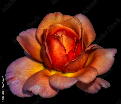 Colorful fine art still life floral macro flower portrait of a single isolated orange wide open rose blossom, black background,detailed texture,surrealistic vintage painting style
