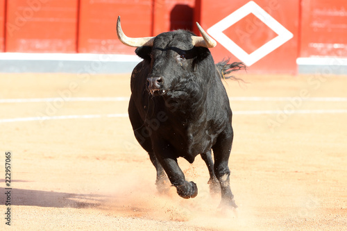 Foto Toro bravo en la plaza