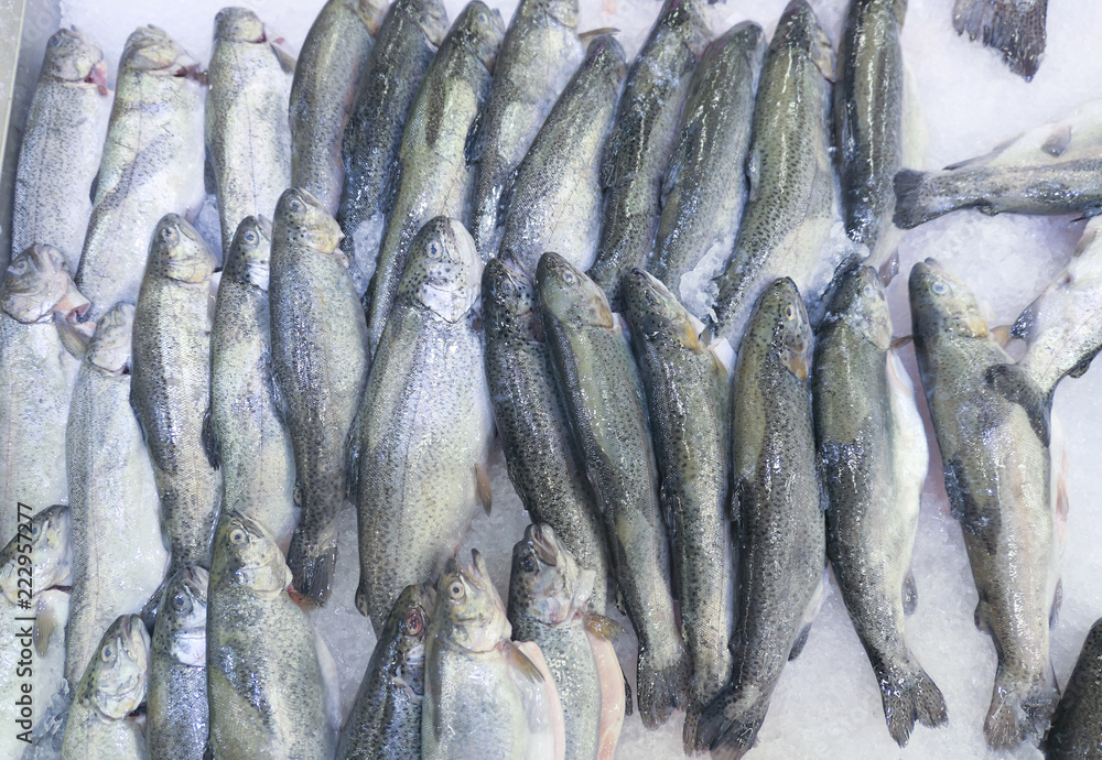 Fototapeta premium Fresh trout on ice