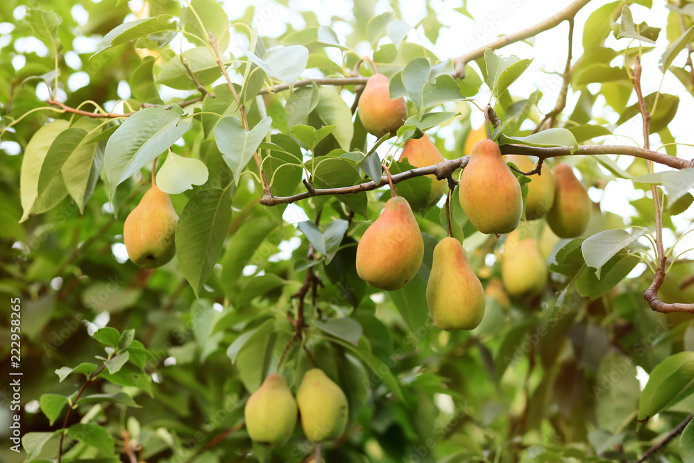 Ripe juicy pears on tree branches in garden