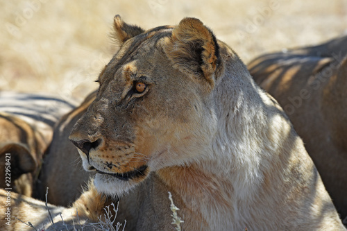 Fototapeta Naklejka Na Ścianę i Meble -  Löwenweibchen (panthera leo) im Etosha Nationalpark (Namibia)