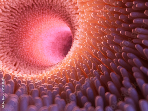 3d rendered medically accurate illustration of intestinal villi photo