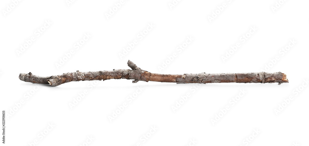 Fototapeta premium Dry and rotten branch isolated on white background