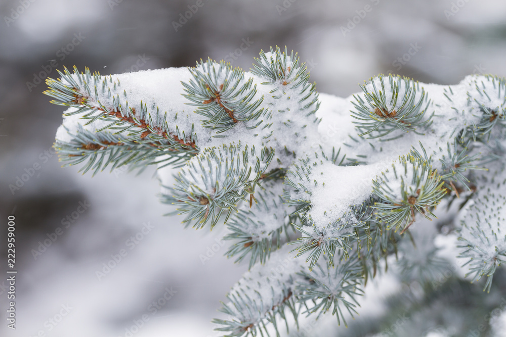 Pine branch and falling snow Pine branch and falling snow