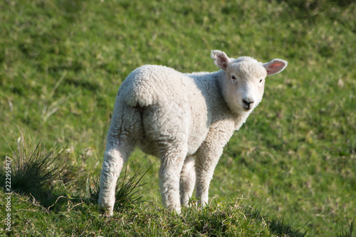 Baby Lamb in springtime