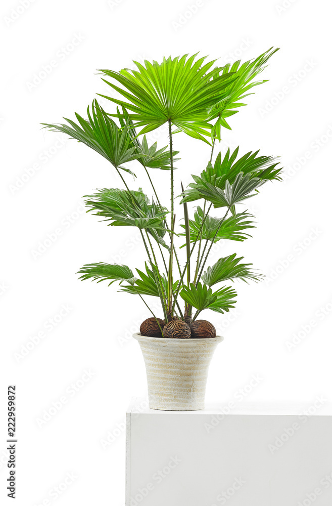 Livistona palm tree Livistona palm tree