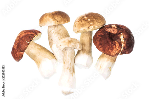 Edible porcini mushrooms on a white background.