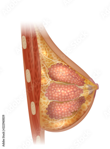 Female Breast anatomy detailed colorful illustration
