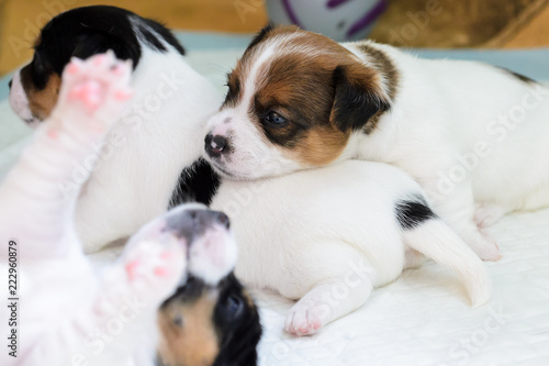 Purebred Jack Russell terrier puppies