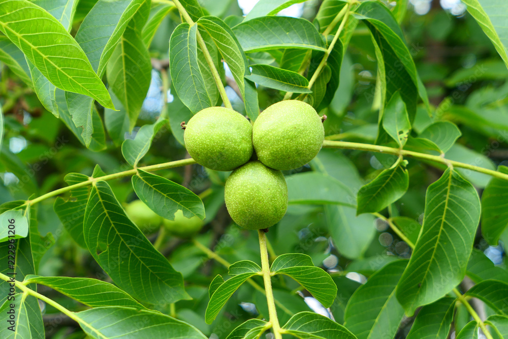 Fresh green walnuts  on the tree