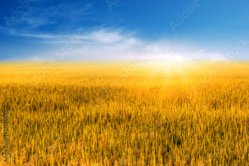 Beautiful Landscape of golden rice field or paddy field with blue sky and cloud in bright day time landscape on background. 