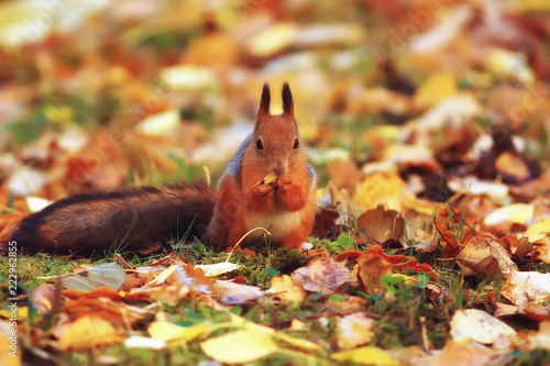squirrel in autumn / autumn portrait of squirrel, yellow park with fallen leaves, concept autumn nature preparation for winter, redhead little beast in the forest
