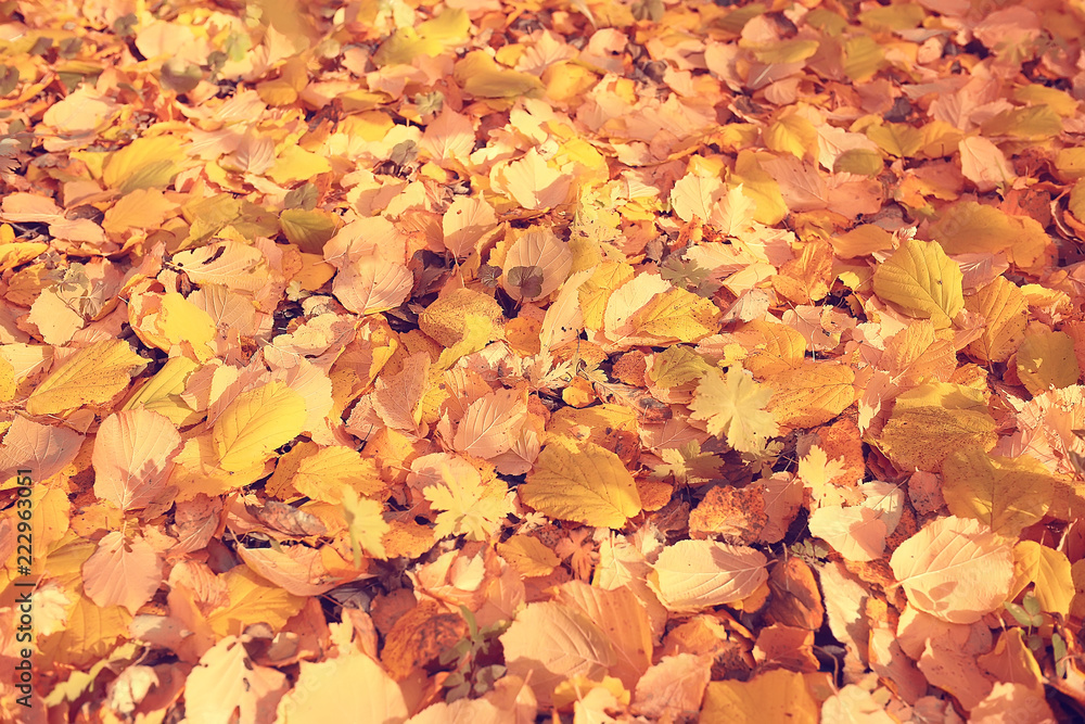 fallen leaves background / autumn background yellow leaves fallen from a tree fallen leaves background / autumn background yellow leaves fallen from a tree