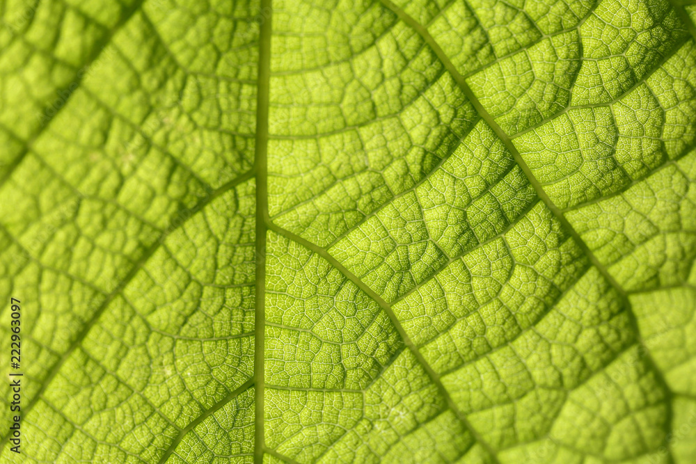 Closeup of green leaf Closeup of green leaf