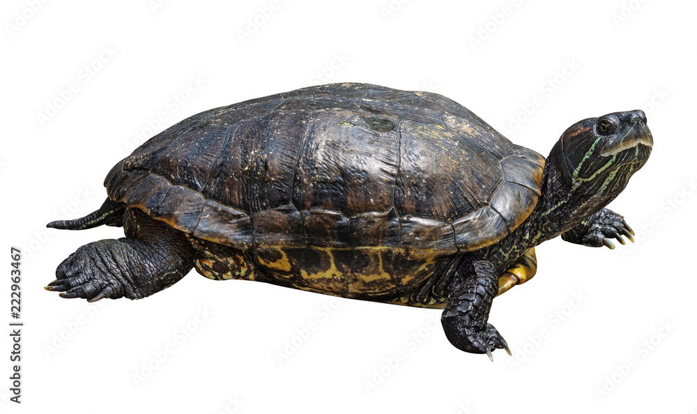 Obraz premium Turtle isolated on white background. Reptile species or tortoise. ( Clipping path )