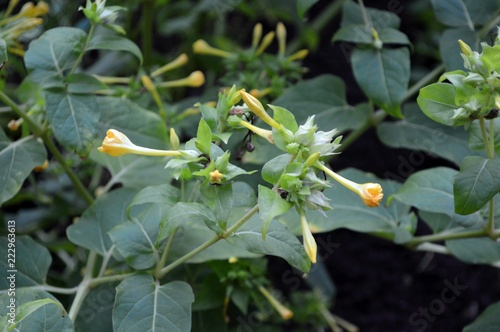 yellow flowers and green leaves of the miracle flower (mirabilis jalapa)