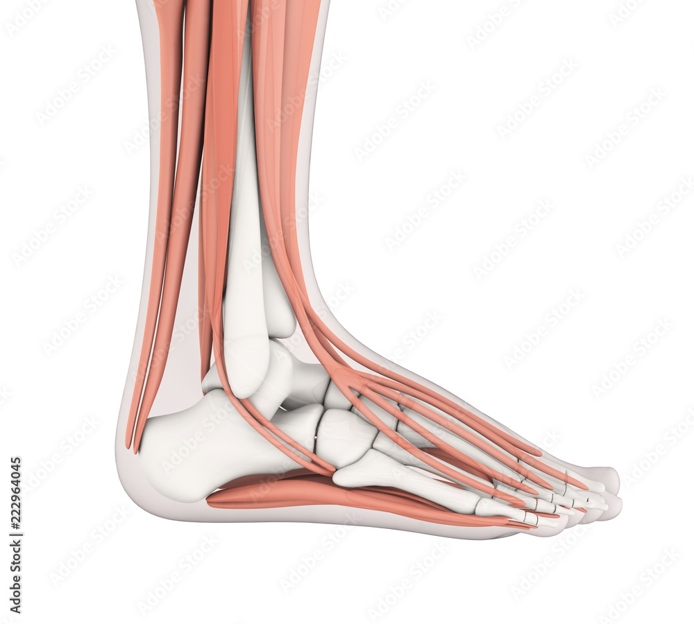 Human Foot Muscles Anatomy Stock Illustration Biology Diagrams