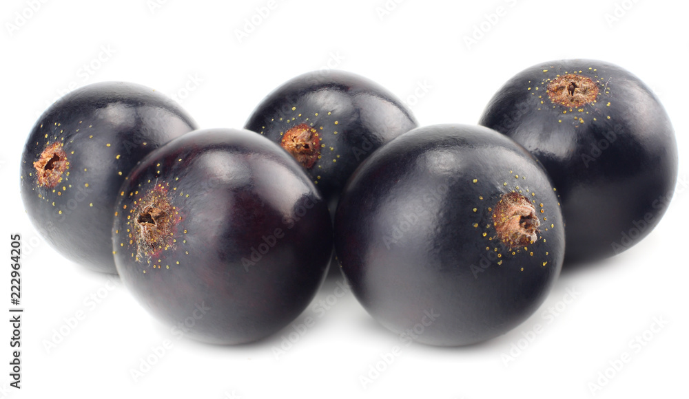 black currant isolated on white background. macro black currant isolated on white background. macro