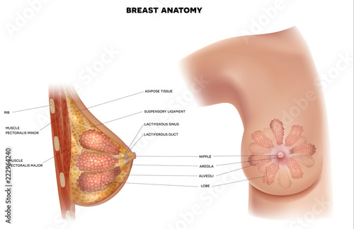 Female Breast anatomy structure detailed colorful realistic illustration on a white background