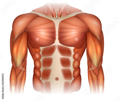 Male diastasis Recti also known as Diastasis Rectus Abdominus or abdominal separation, there is a gap between muscles