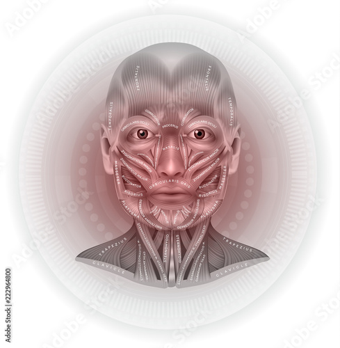 Face and neck muscles detailed anatomy beautiful light grey design and written the name of muscle 