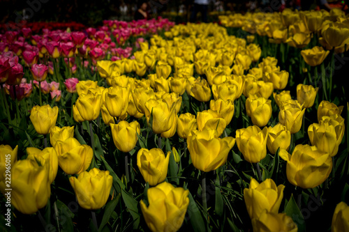 Netherlands,Lisse, a close up of a flower