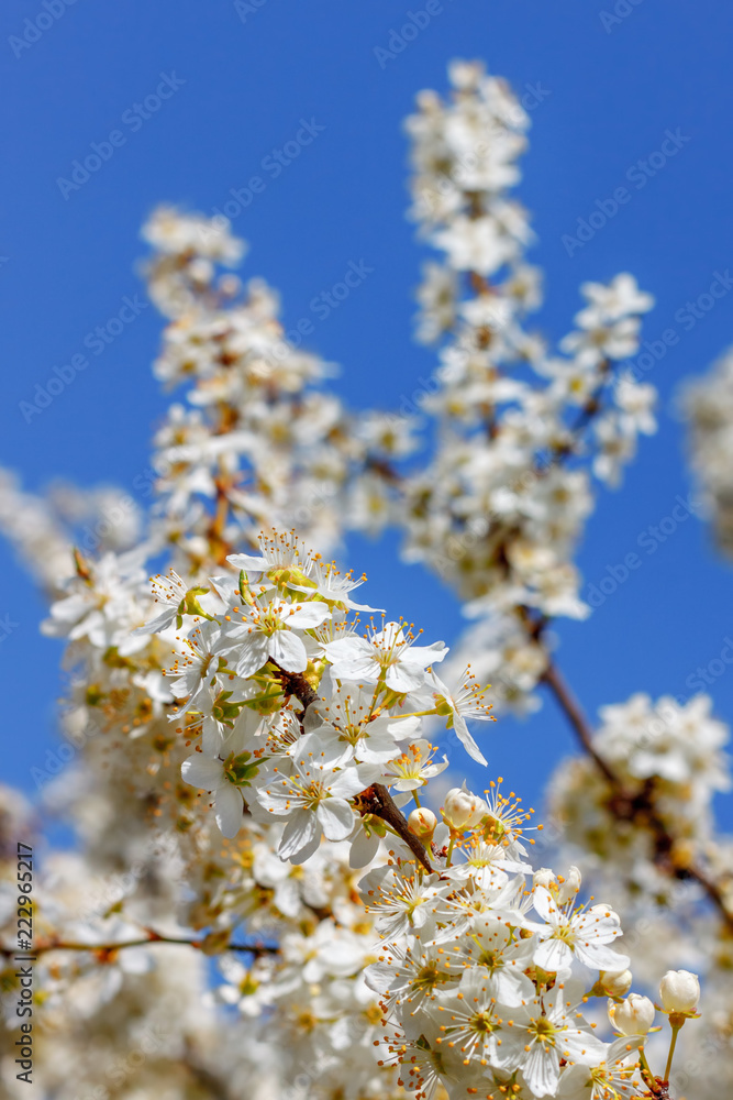 The cherry tree branch with flowers and blue sky on the background The cherry tree branch with flowers and blue sky on the background
