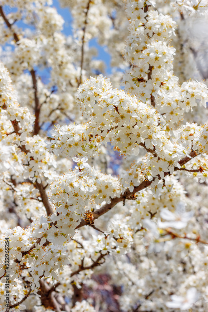 The branch of cherry tree with many white flowers The branch of cherry tree with many white flowers