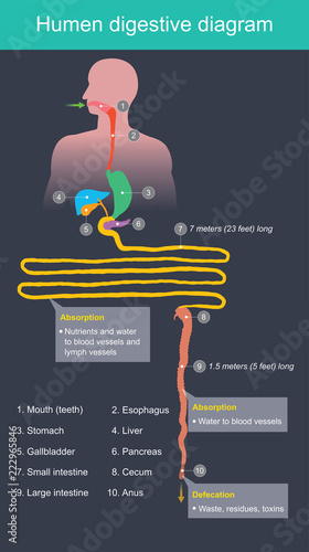 Humen digestive diagram. The small intestine absorbs nutrients into the body, Through the blood vessels And waste residues Through the colon And go to the anus.