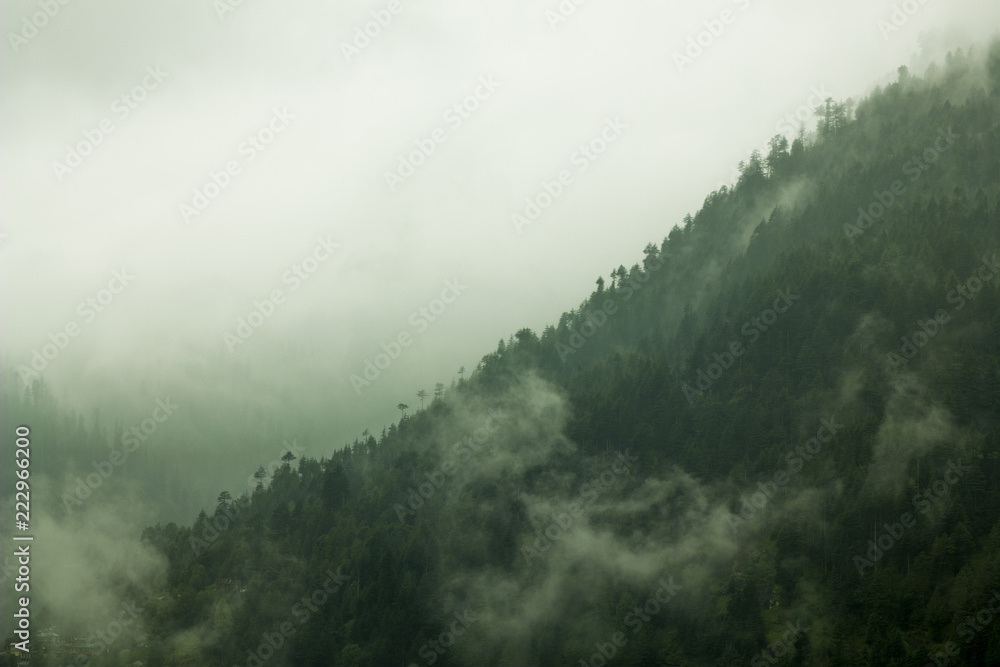 mountain forest in the fog