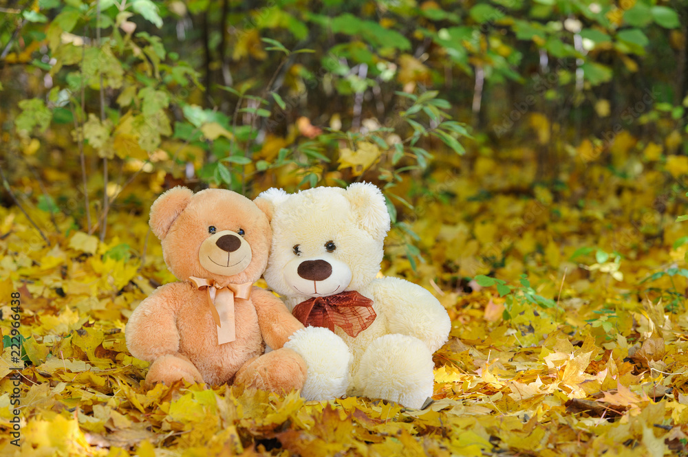 Two Teddy bears sitting in the autumn leaves Two Teddy bears sitting in the autumn leaves