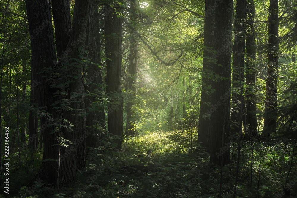 Obraz premium sunlight illuminates foliage in a forest