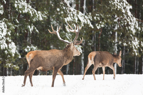 Adult noble deer with big beautiful horns with snow near winter forest. European wildlife landscape with snow and deer with big antlers.