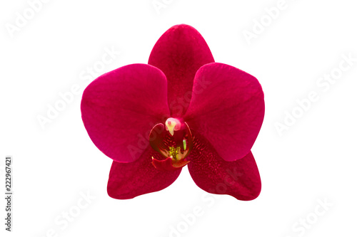  pink Phalaenopsis or Moth dendrobium Orchid flower in winter or spring day tropical garden isolated on white background.Selective focus.agriculture idea concept design with copy space add text.