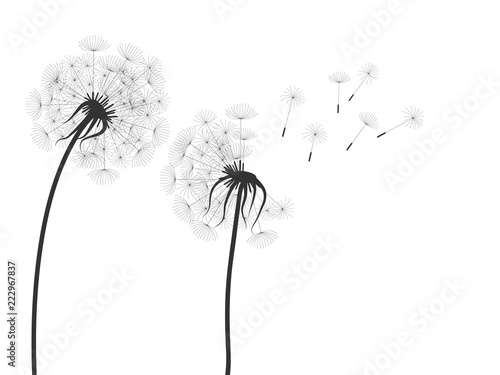 vector illustration of black dandelion  silhouettes on white background