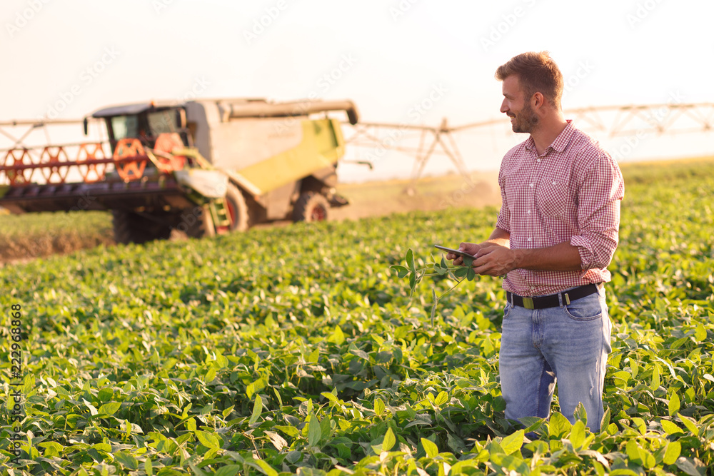 Young farmer in filed holding tablet in his hands and examining soybean corp. - obrazy, fototapety, plakaty 