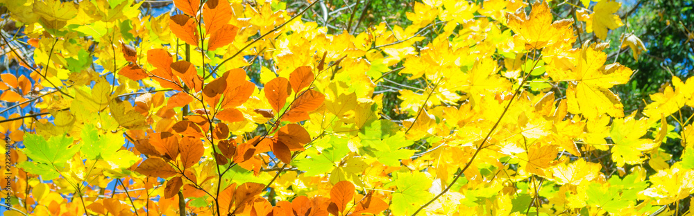 Autumn in the forest. Abstract natural background. The leaves are yellow and orange, painted autumn. Autumn in the forest. Abstract natural background. The leaves are yellow and orange, painted autumn.
